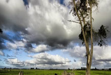 J9九游会官网：塔图姆37分绿军力克活塞3连胜 雷霆大胜公牛.